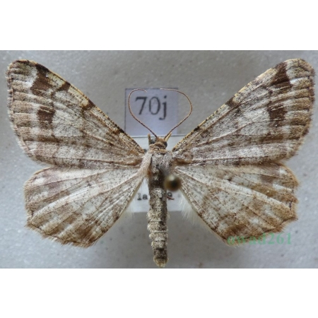 Macaria signaria (Hübner, 1809) Witalnik choiniak Czech70j